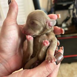 GIRL 2 - Chocolate and cream female Dachshund puppy in Hutto, Texas from R.G. Dachshunds