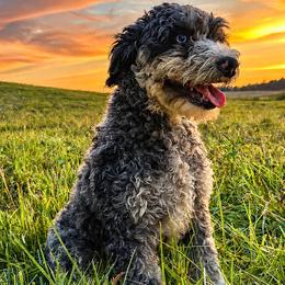 Razzy - Bernedoodle