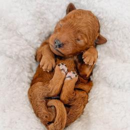 Willie - Red  male Goldendoodle puppy in Iola, Texas from Supreme Doodles of Texas