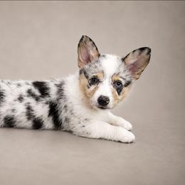 Sydney - Blue merle and white female American Corgi puppy in Charleroi, Pennsylvania from Twilight Hollow Corgis