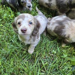 Dachshund Puppies from Pure Joy Dachshunds