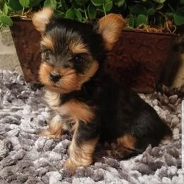 Jasper - Black and tan male Yorkshire Terrier puppy in Hot Springs, Arkansas from Kimberly's Lovable Littles