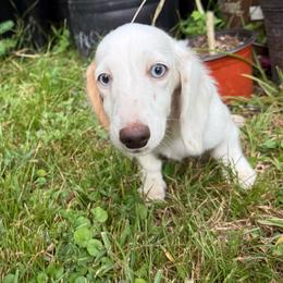 Snow - Piebald female Dachshund puppy in Magnolia, Texas from Hillyard Ranch