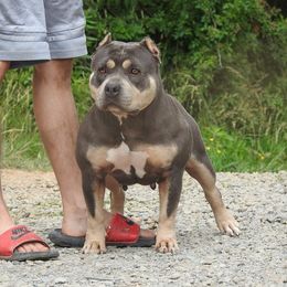 Carsen - American Bully