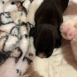 Boxer Puppies from Teressa's Boxers