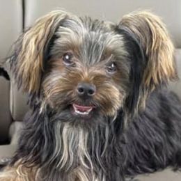 Yorkshire Terriers from Pretty Little Kennel