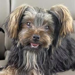 Yorkshire Terriers from Pretty Little Kennel