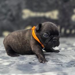 Orange collar - Brindle male French Bulldog puppy in Polk City, Florida from Best Friend Frenchies, LLC