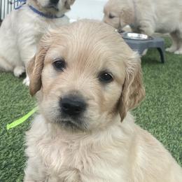 Rocky - Golden male Golden Retriever puppy in Fresno, California from Warwick’s Central California Goldens