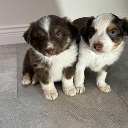 Miniature Australian Shepherd and Toy Australian Shepherd Puppies from T’s Mini and Toy Aussies