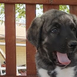 Anatolian Shepherd Dogs from Saddle Creek Shepherds