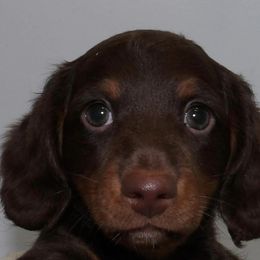 Dachshunds from Hilltop Doxies