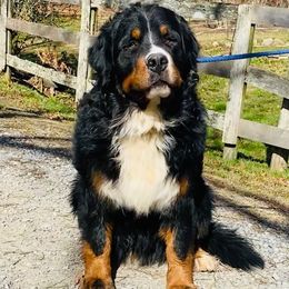 Ourie - Bernese Mountain Dog