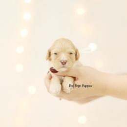 Champaign (White Collar) - Apricot female Cavapoo puppy in Republic, Missouri from Red Skye Puppies