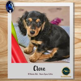 Clove - Black and tan male Dachshund puppy in Cave Junction, Oregon from Rockindachs