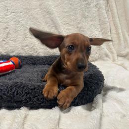 Simon - Red male Dachshund puppy in Flint, Texas from ZMC Acres Doxies