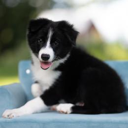 Koda - Black and white male Border Collie puppy in Conway, Missouri from 2J 2K Border Collies | Maremma Sheepdogs