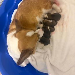 Boy 2 - Red male Pembroke Welsh Corgi puppy in Chubbuck, Idaho from Sunny J Corgis and Mini Americans