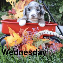 Wednesday - Merle female Bernedoodle puppy in Helper, Utah from Doodle Love Utah