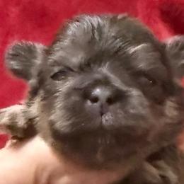Nipsy - Blue male Shih Tzu puppy in Corpus Christi, Texas from Pam Crump Shih Tzu