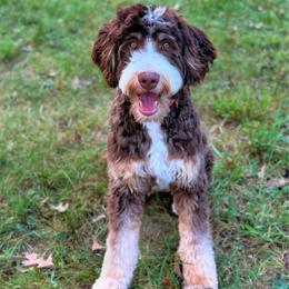 Lola - Bernedoodle
