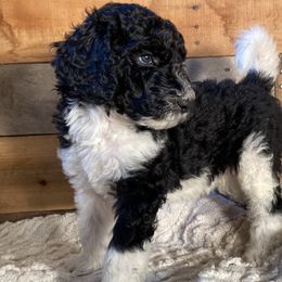 Eric - Aussiedoodle puppy from Oldtown Doodles