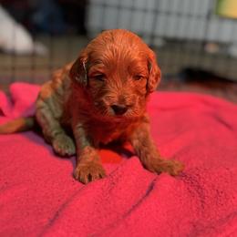 Star - Apricot female Cavapoo puppy in Gainesville, Florida from Alyssa Xxweetdoodles