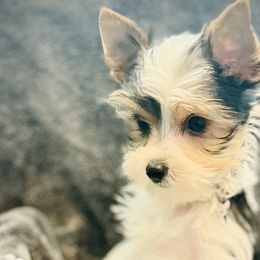 Valentino - Parti Yorkshire Terrier puppy in Columbia, South Carolina from Evermore Yorkies