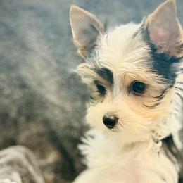 Valentino - Parti Yorkshire Terrier puppy in Columbia, South Carolina from Evermore Yorkies