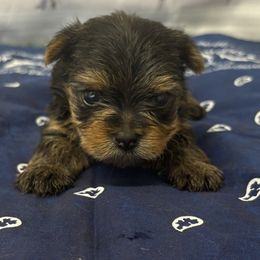 Oliver - Blue and gold male Yorkshire Terrier puppy in Monticello, Iowa from Ashley’s Puppies