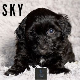 Sky - Aussiedoodle puppy from Legacy Farm