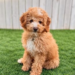 Jay - Red  male Goldendoodle puppy in Boise, Idaho from Goldendoodle Baby