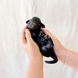 Boy 4 - Merle male Labradoodle puppy in Kingman, Arizona from The Dood Ranch