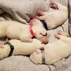 Dogo Argentino Puppies from K&B Southern Oregon Argentino Dogos