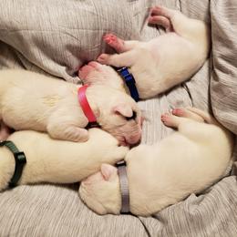 Dogo Argentino Puppies from K&B Southern Oregon Argentino Dogos