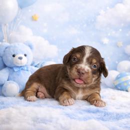 Rolo - Chocolate and tan male Dachshund puppy in Fredericksburg, Indiana from Blue River Mini Dachshunds
