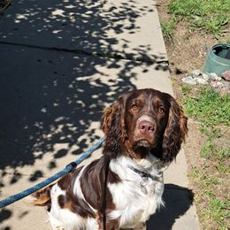 English Springer Spaniel Puppies from Springer's Journey Spaniels