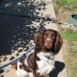 English Springer Spaniel Puppies from Springer's Journey Spaniels