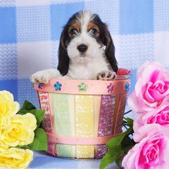 Petit Basset Griffon Vendéen Puppies from Patti Whitlock