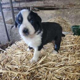 Girl 5 - Black tri-color female Australian Shepherd puppy in Jersey Shore, Pennsylvania from Lone Tree Aussies