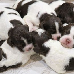 Girl 3 - Liver and white female Brittany puppy in Georgia from Edenbright Brittanys