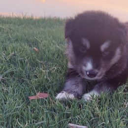 Alaskan Husky Puppies from Mawlawi Huskies