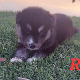 Alaskan Husky Puppies from Mawlawi Huskies