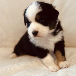 Spark - Black tri-color female Australian Shepherd puppy in Fort Recovery, Ohio from Mud Path Australian Shepherds