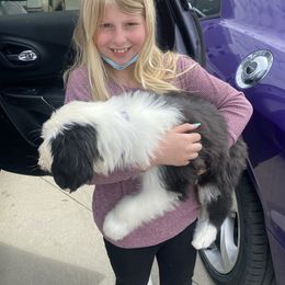 Old English Sheepdog Puppies from Heavinly Blessings Farm Pups - Old English Sheepdog Puppies