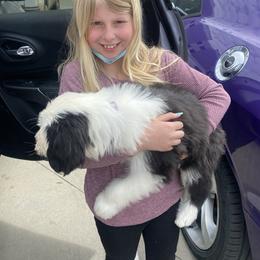 Old English Sheepdog Puppies from Heavinly Blessings Farm Pups - Old English Sheepdog Puppies