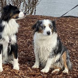 Miniature American Shepherds from Kickinauss Washington
