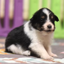 Praline - Black white and tan female Shetland Sheepdog puppy in Wolcott, Indiana from Southside Shelties