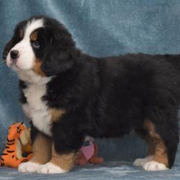 Ezra - Black rust and white male Bernese Mountain Dog puppy in Danville, Pennsylvania from Brookwood Bernese Mountain Dogs