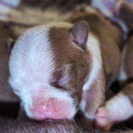 Baby Lila Red Girl - Seal and white female Boston Terrier puppy in Kingsport, Tennessee from Sleepwalker Bostons